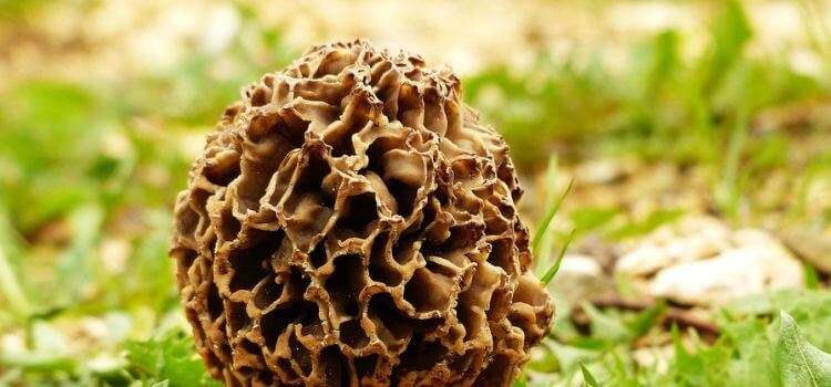 How to cook half-free morels