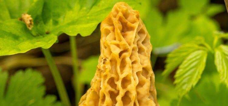 How to cook half-free morels