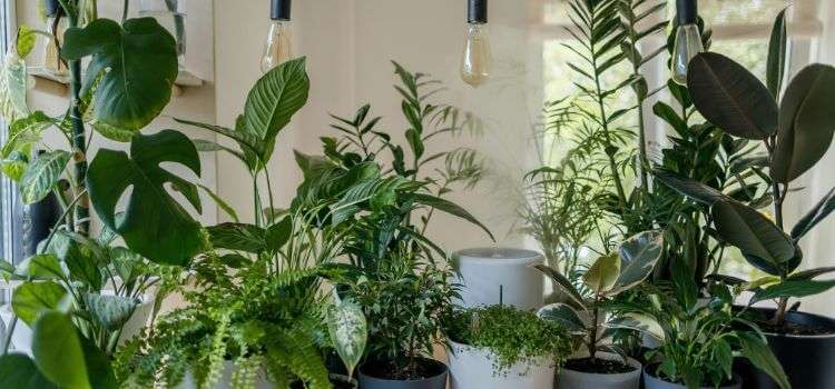 Best Plants for Above Kitchen Cabinets