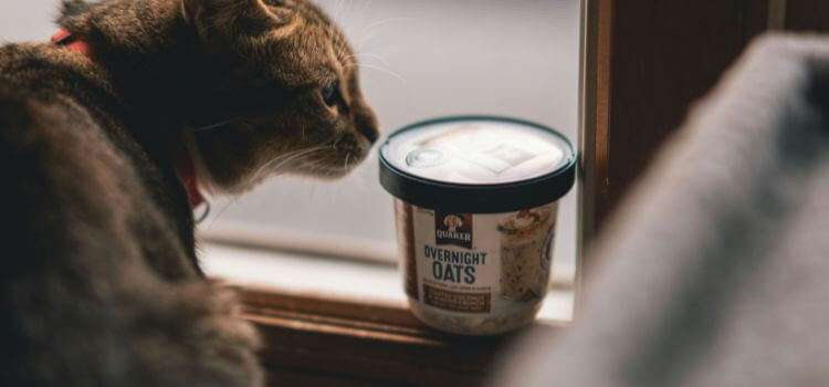 Is Purina Cat Food Good for Cats?