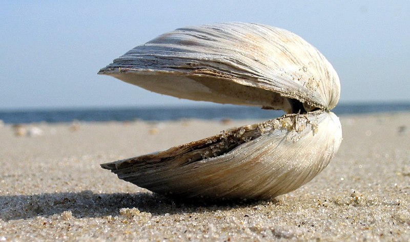 Sea Clams